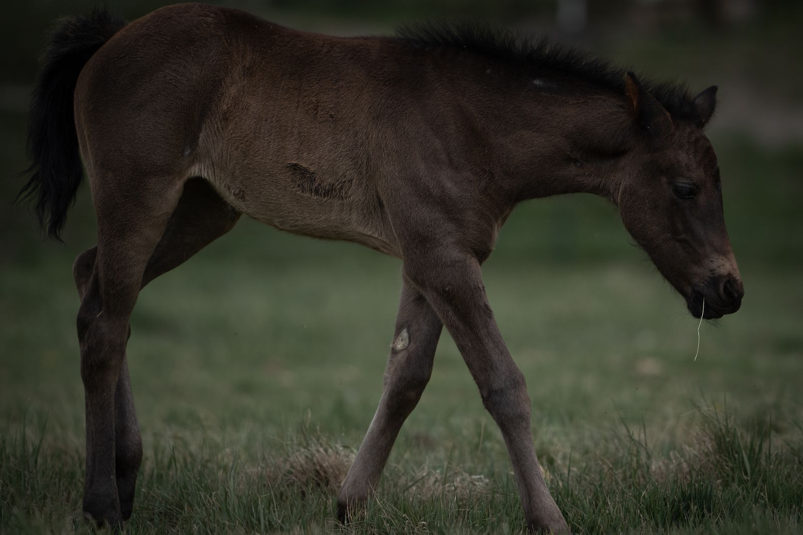 Draft cross filly