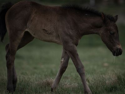 Draft cross filly
