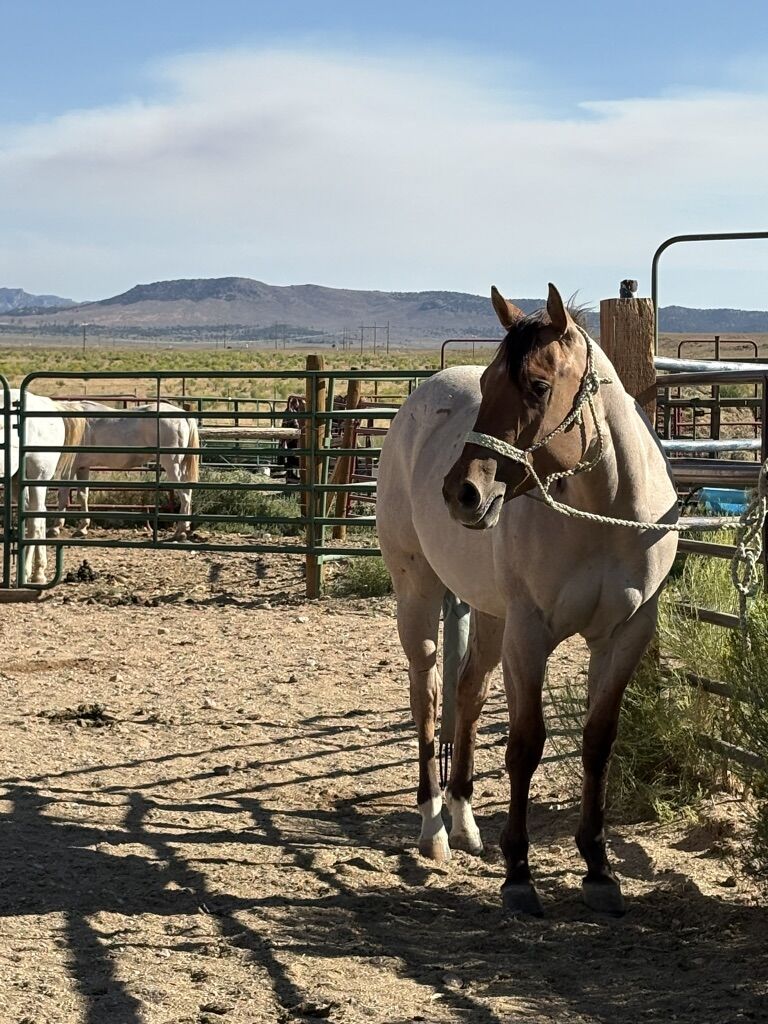 Brandy JK Rios Royal Peach