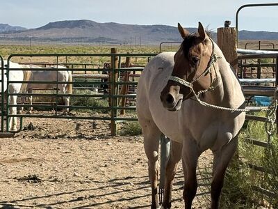 Brandy JK Rios Royal Peach