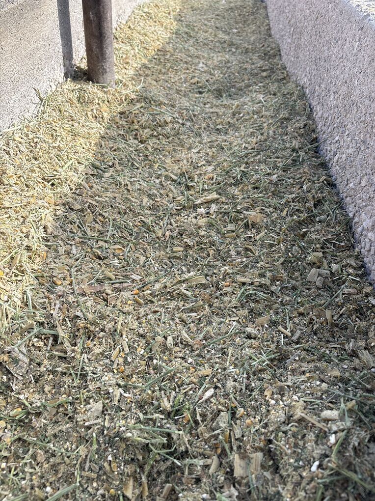 Ground Corn Steer Feed