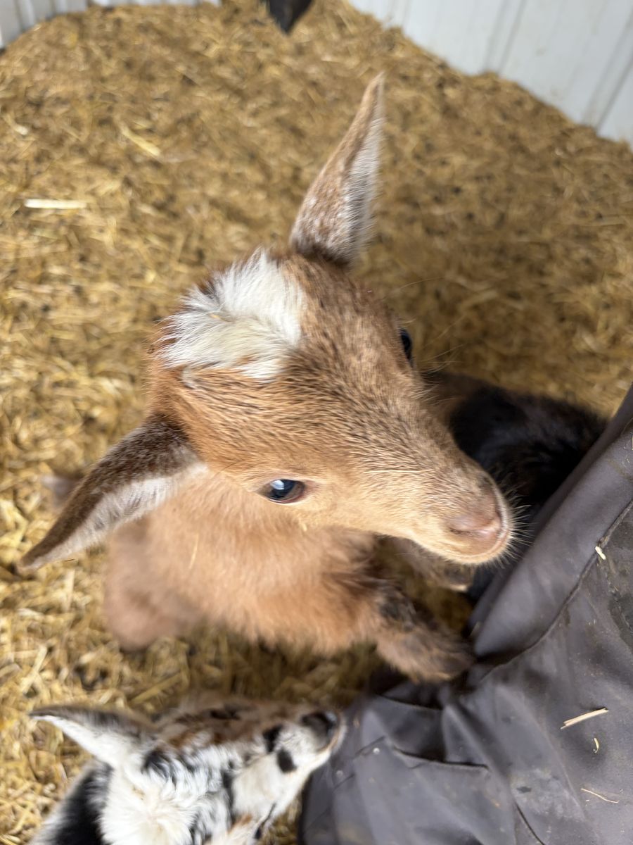 Registered bottle baby Nigerian dwarf goat