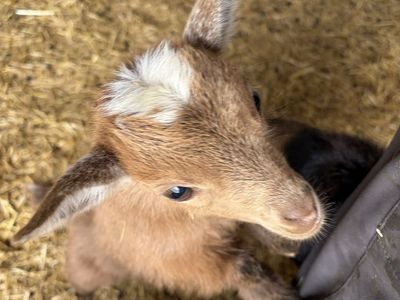 Registered bottle baby Nigerian dwarf goat