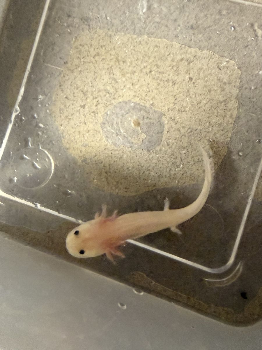 Axolotl babies