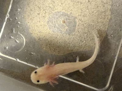 Axolotl babies