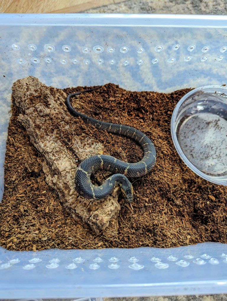 Water snake Nerodia faciata confluens