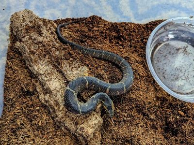 Water snake Nerodia faciata confluens