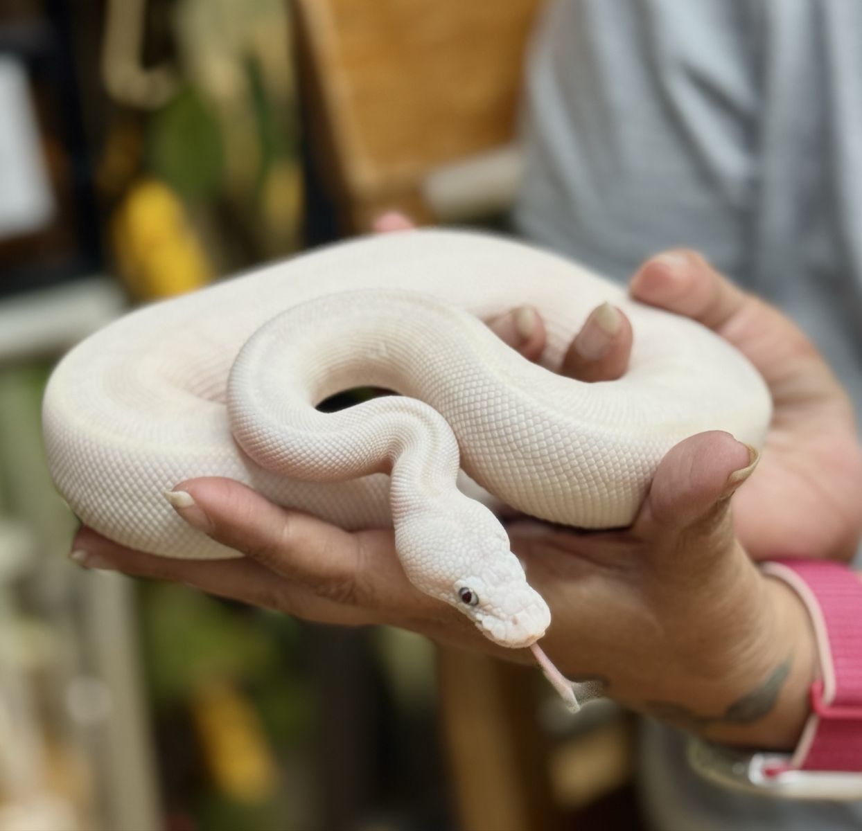 Beautiful female Blue Eyed Lucy. Ball  Python Snake BEL - Arya - F/T Fussy Rat weekly - DOB 09/29/25