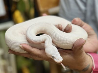 Beautiful female Blue Eyed Lucy. Ball Python Snake BEL - Arya - F/T Fussy Rat weekly - DOB 09/29/25