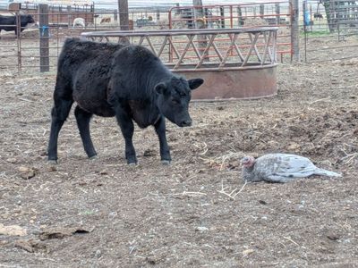 heifer Angus calf