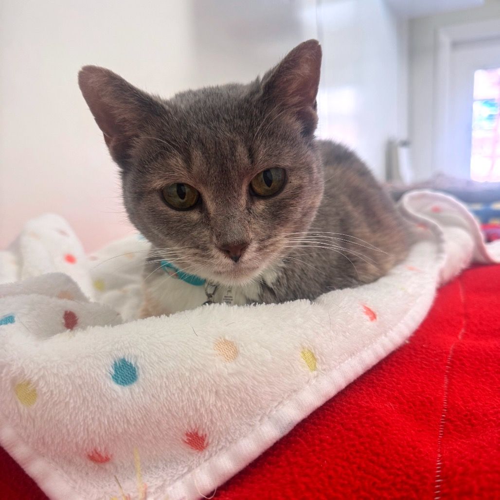 Hello my name is Sally