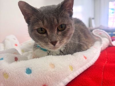 Hello my name is Sally