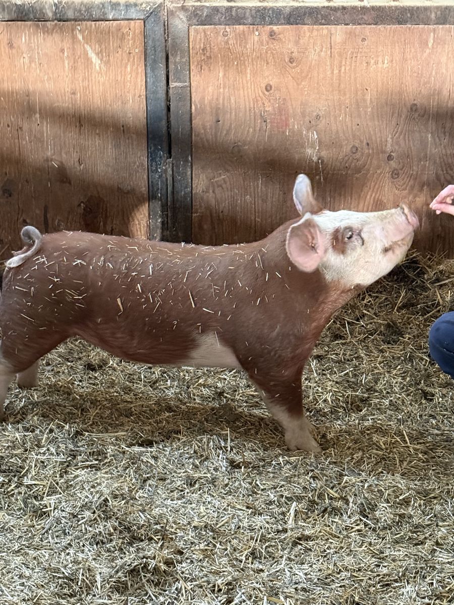 Show Pig For Sale