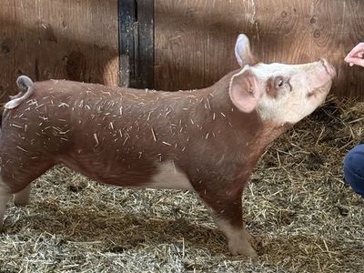 Show Pig For Sale