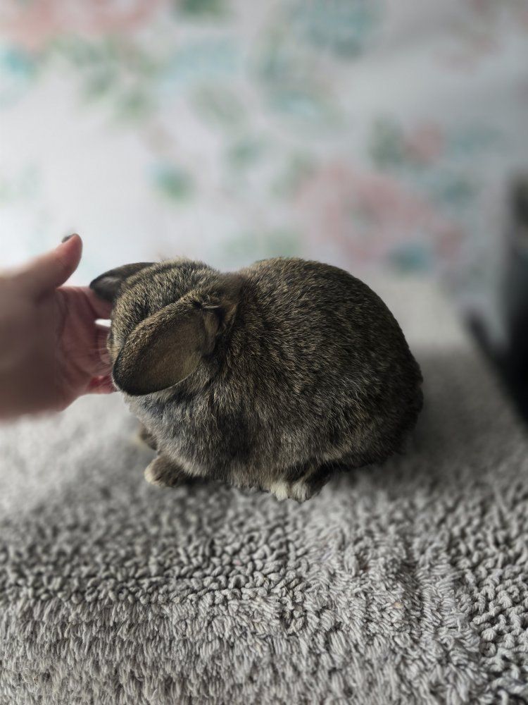 Holland lop bunnies
