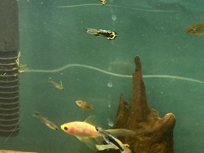 Guppies