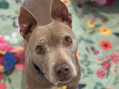 Hello my name is Lola