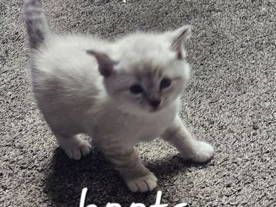 Manx kittens
