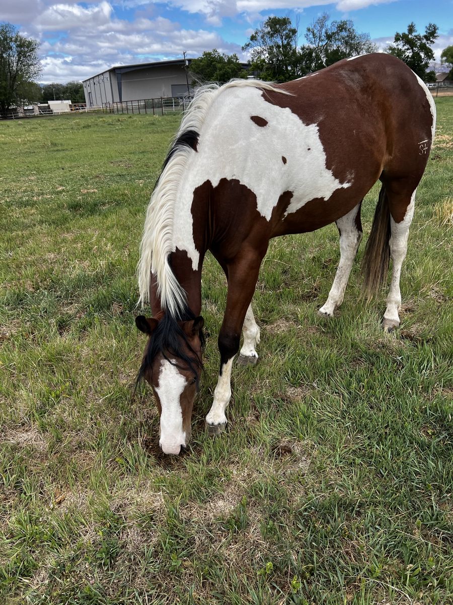 Gun smoke bred mare