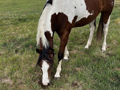 Gun smoke bred mare