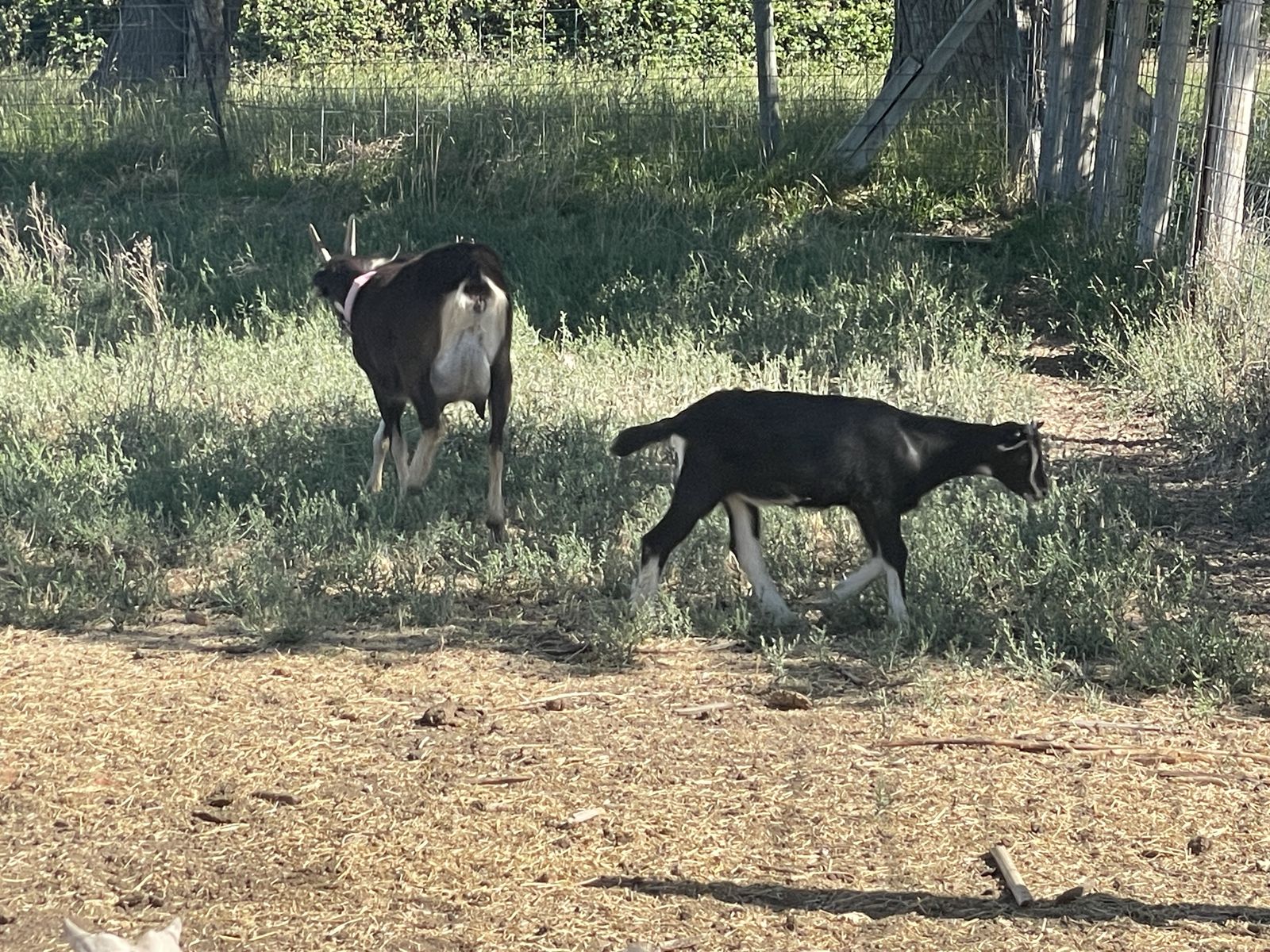 Alpine goat
