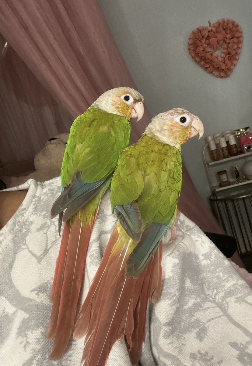 Green Cheek Conure Pair