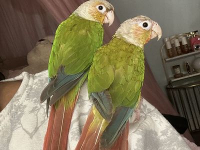 Green Cheek Conure Pair