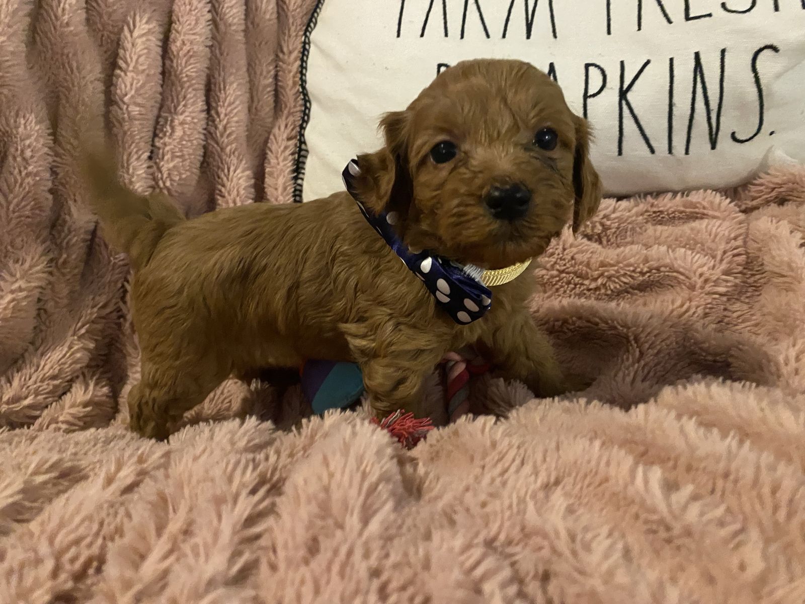 Mini Goldendoodle for sale available now.