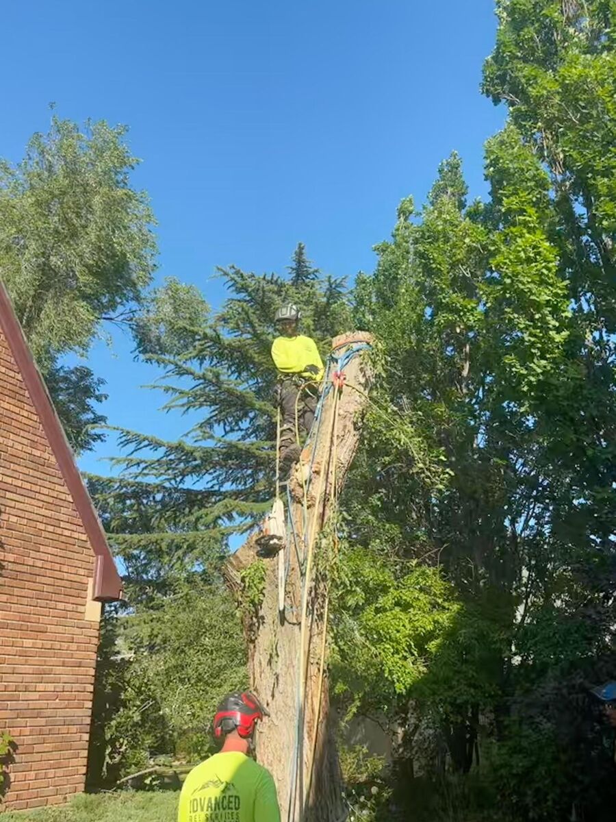 Advanced Tree Service