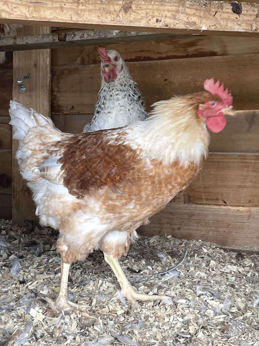 12 Week Old Roosters