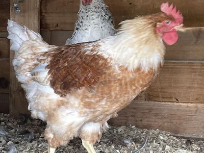 12 Week Old Roosters