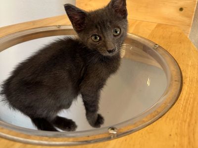 Hello my name is Quasar