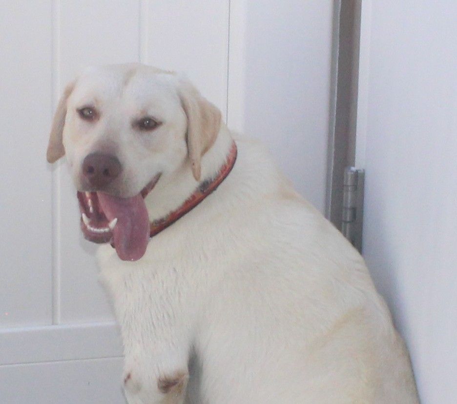 Older lab puppy-JH sired and out of ofa/dna parents