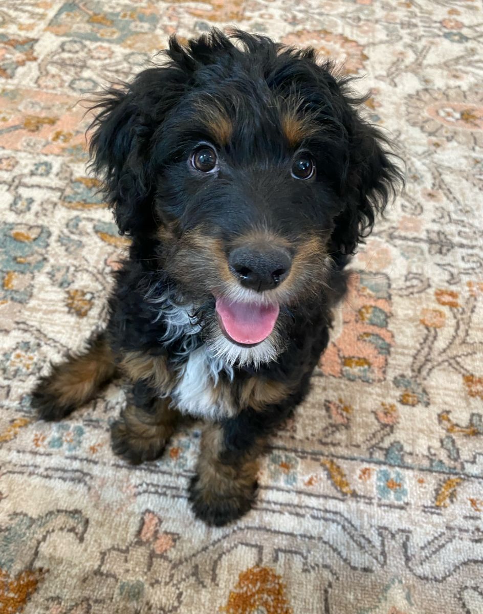 Handsome Whoodle Mix Puppy Ready for His Adventure!