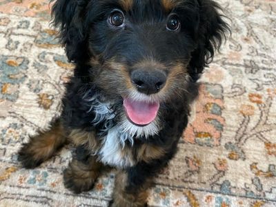 Handsome Whoodle Mix Puppy Ready for His Adventure!