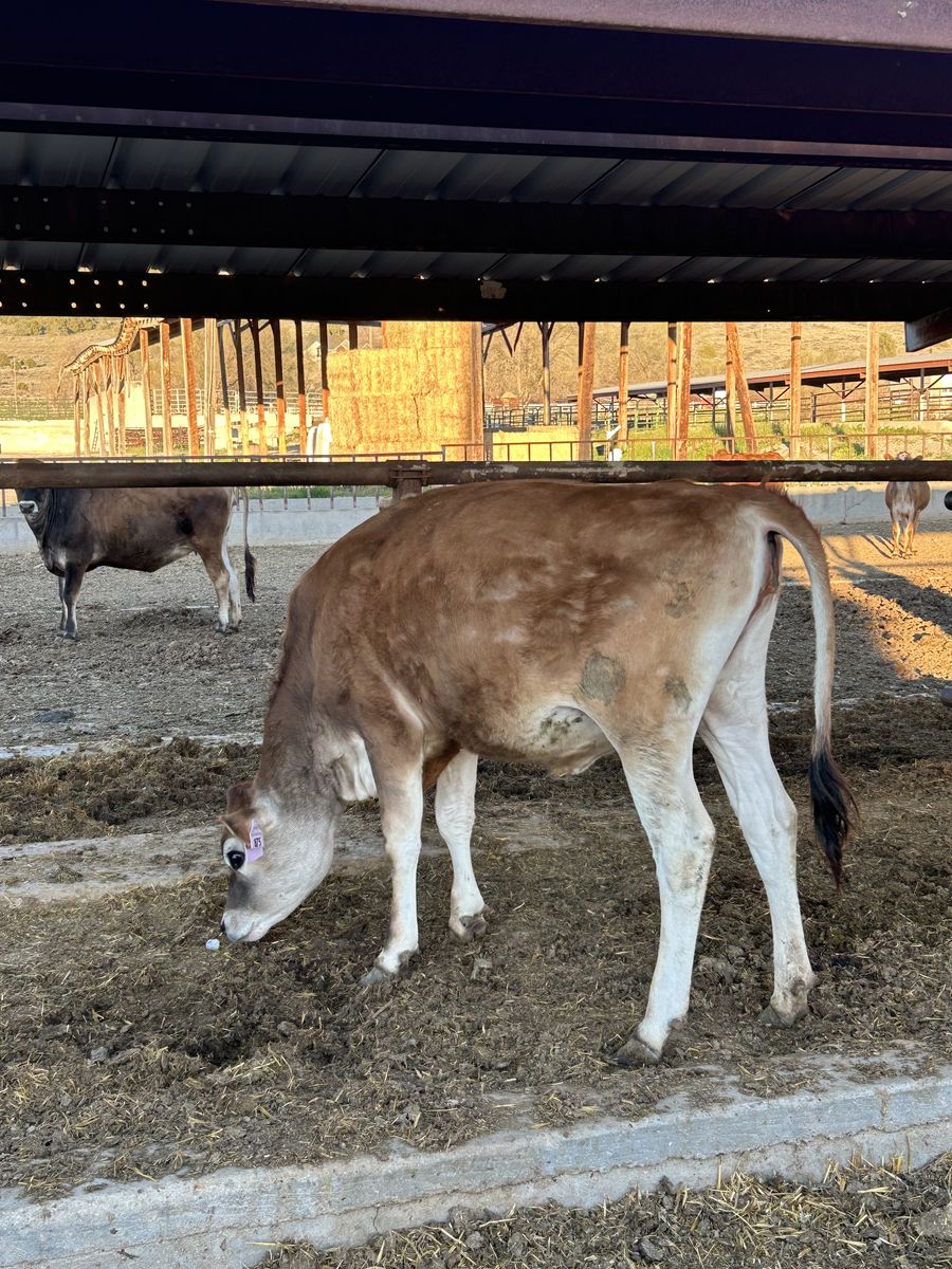 Registered Jersey Heifer