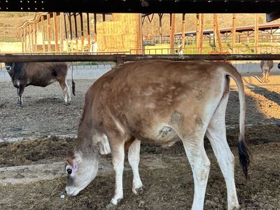 Registered Jersey Heifer