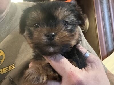 Teacup yorkies