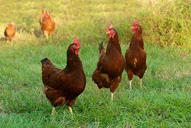 Farm Fresh Chicken Eggs $3 dozen