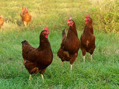 Farm Fresh Chicken Eggs $3 dozen