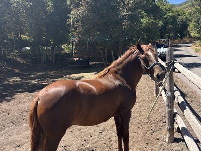 Small Horse/Large Pony Sorrel Gelding