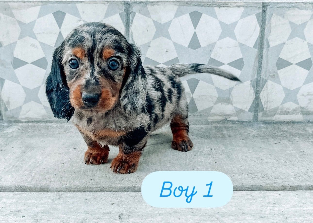 Mini Dachshund Puppies