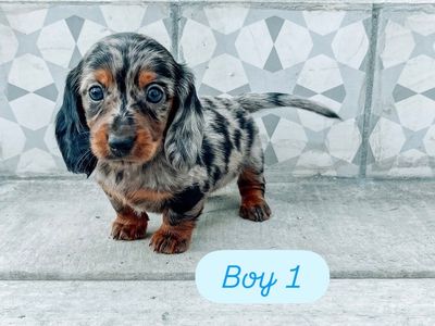 Mini Dachshund Puppies