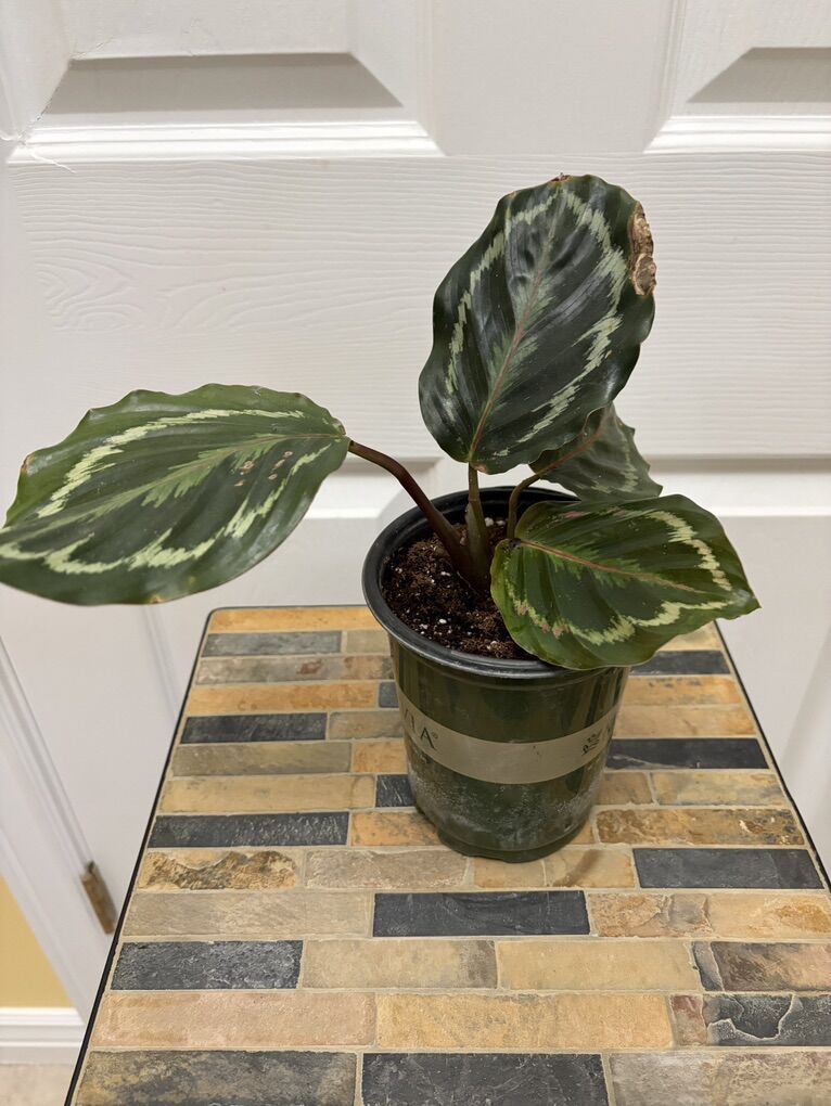 Medallion calathea