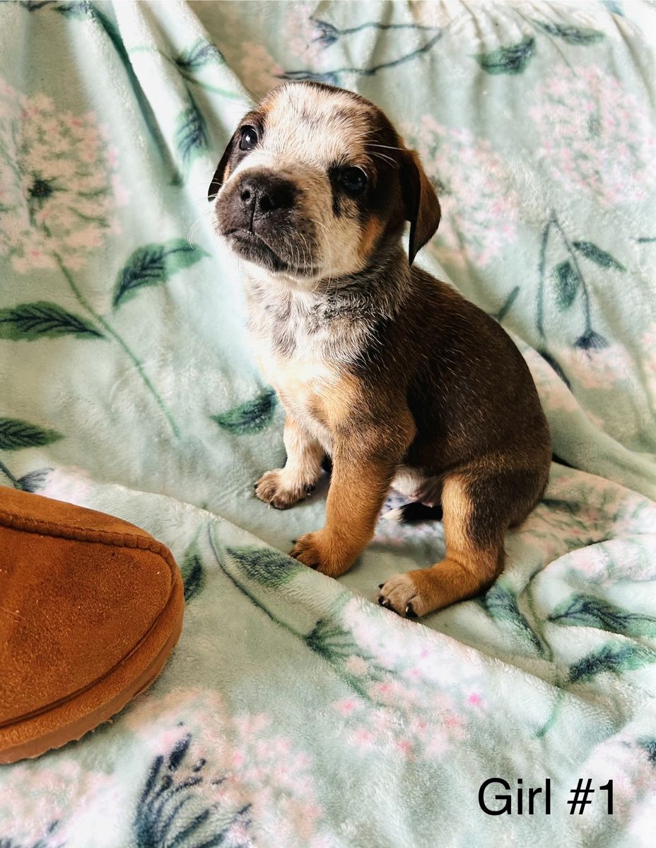 French lablue heeler