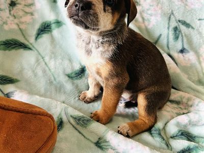 French lablue heeler