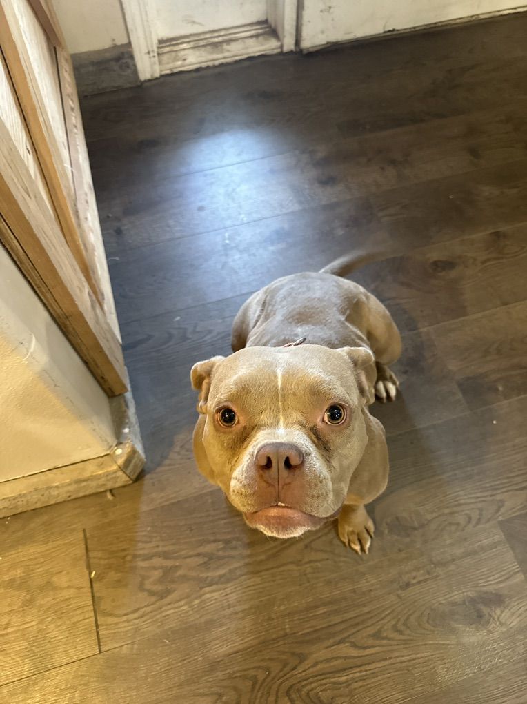 Micro American Bully