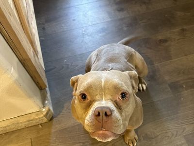 Micro American Bully