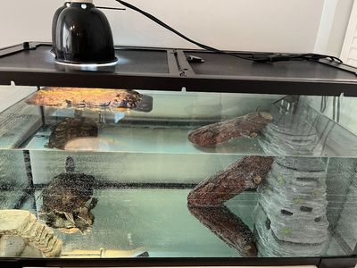 Red eared slider aquatic turtle(free)