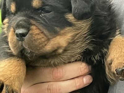 World AKC German Rottweiler Puppies
